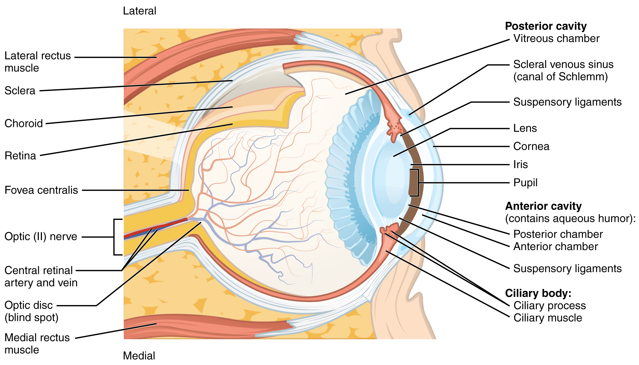 Lateral and medial view of eye ball. Image description available.