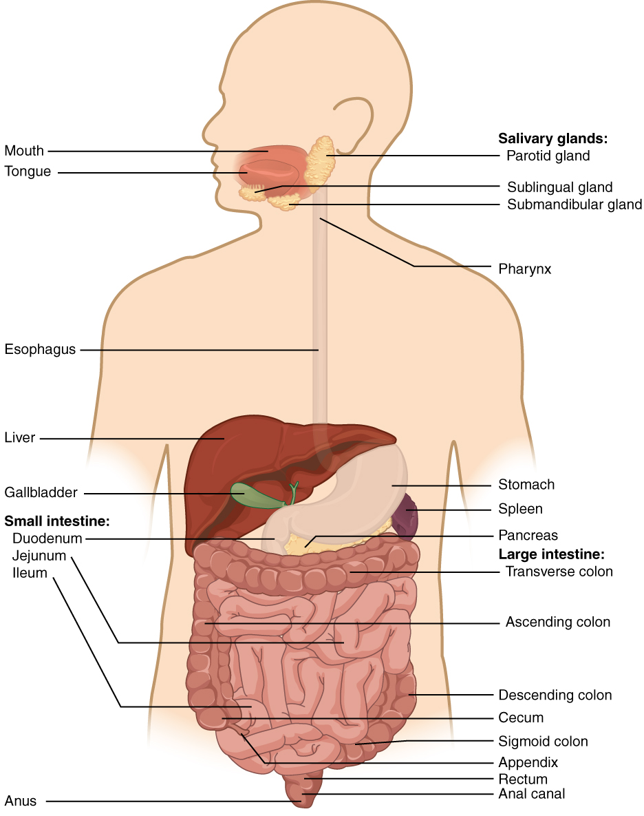 The digestive system. Image description available.
