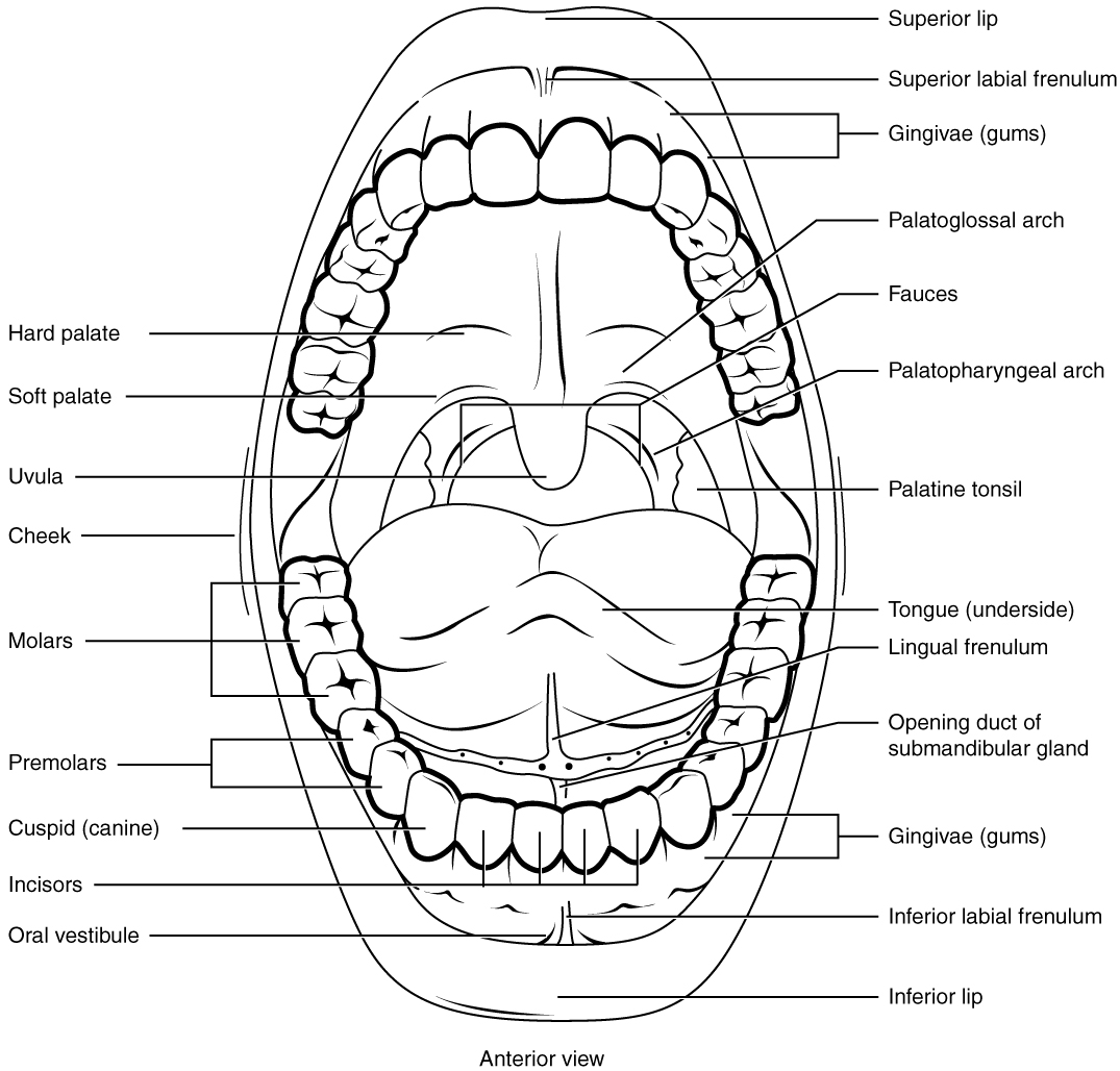 Anterior view of the structures of the mouth. Image description available.