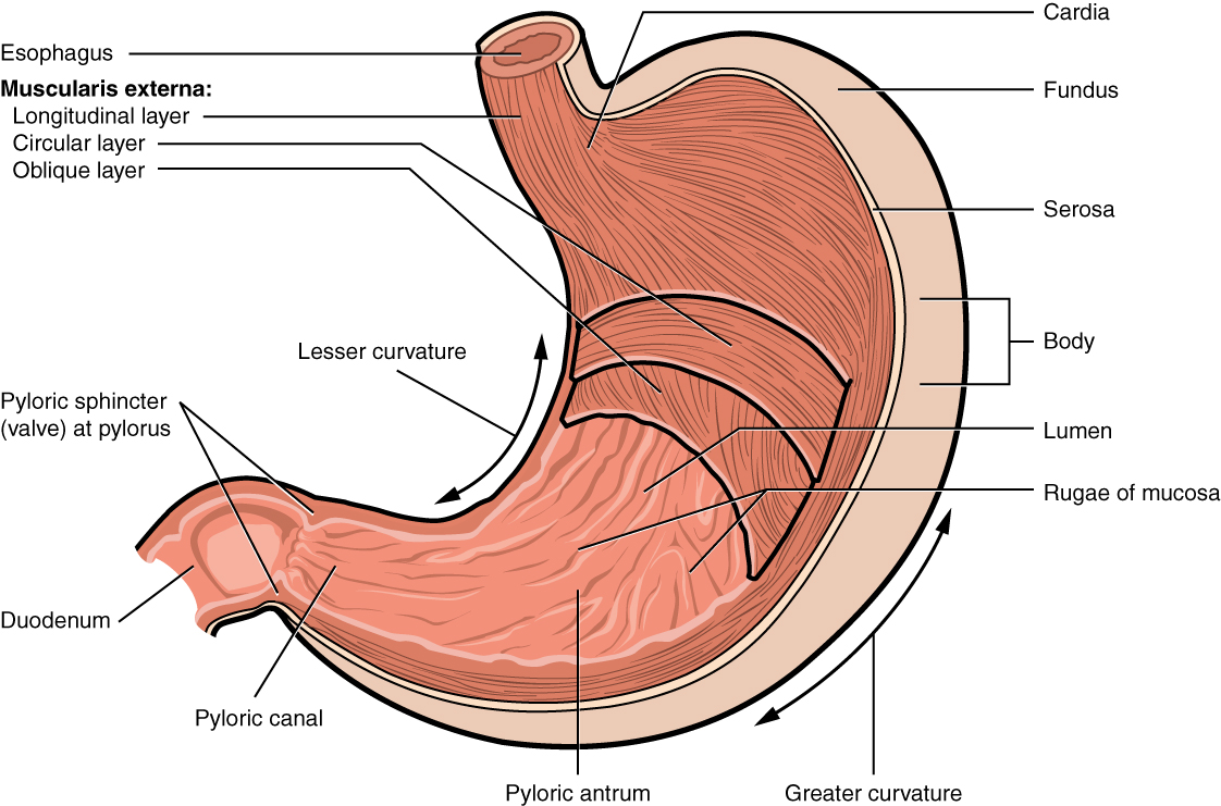 Cross-section of the stomach. Image description available.