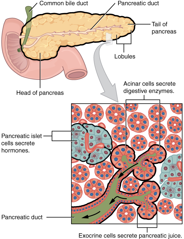This figure shows the pancreas and its major parts. A magnified view of a small region of the pancreas shows the pancreatic islet cells, the acinar cells and the pancreatic duct. Image description available.