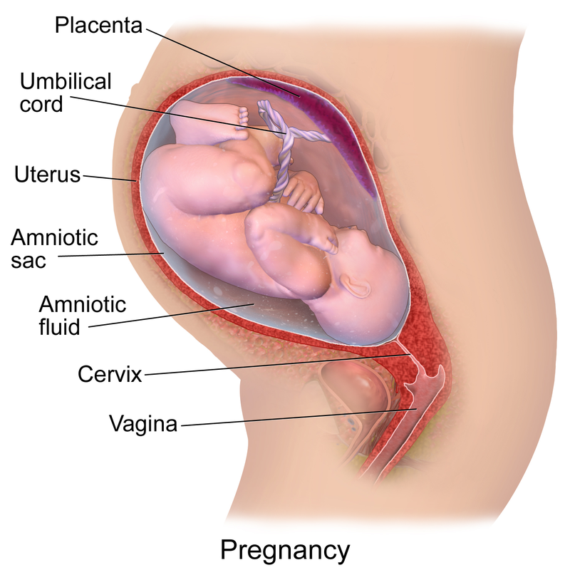 A fetus in the womb. Image description available.