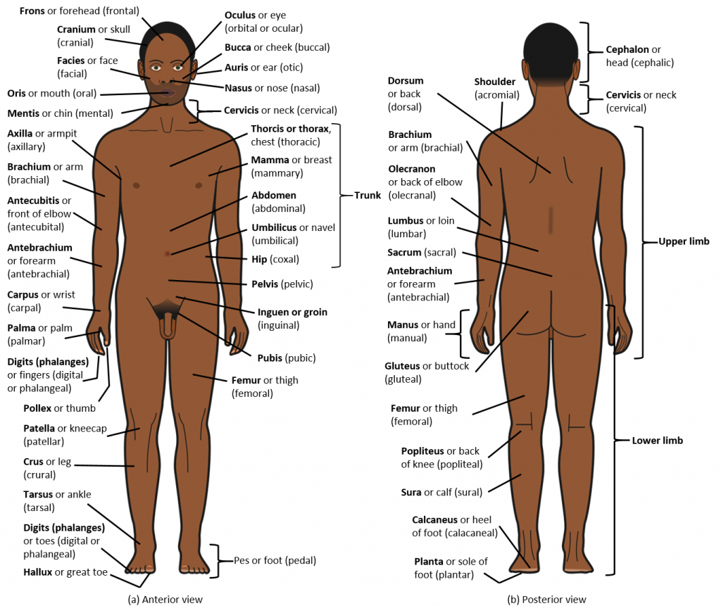 Body parts and regions of the human body. Image description available.
