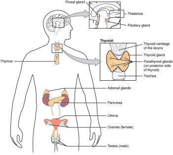 Basic Anatomy & Physiology Of The Endocrine System – Medical ...