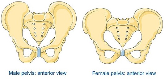 Side by side comparison of male pelvis and female pelvis.