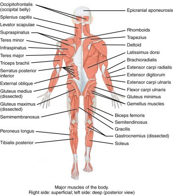 Basic Anatomy & Physiology Of The Musculoskeletal System – Medical 