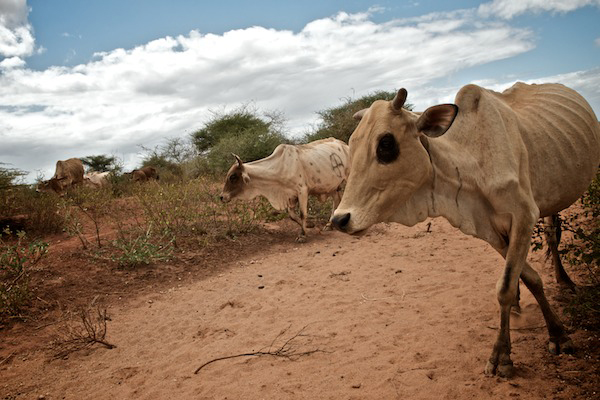 Skinny, sickly cows walking through dry dirt.