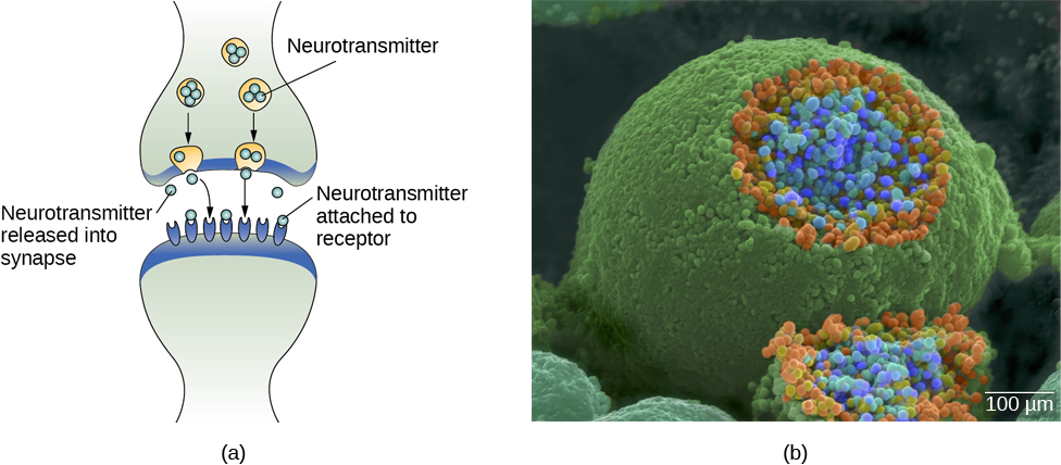 Image (a) shows the synaptic space between two neurons, with neurotransmitters being released into the synapse and attaching to receptors. Image (b) is a micrograph showing a spherical terminal button with part of the exterior removed, revealing a solid interior of small round parts/