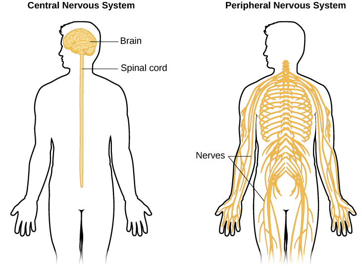 The central nervous system is the brain and spinal cord. The peripheral nervous system are nerves that run throughout the body.