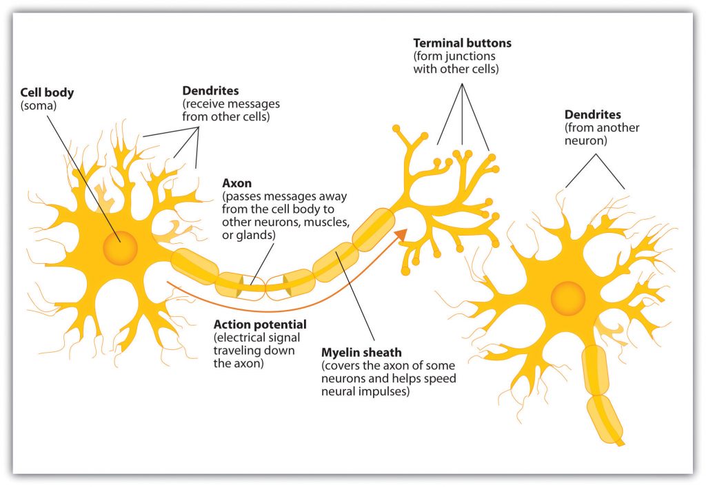 Graphic showing parts of the neuron