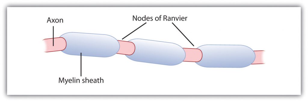 Illustration of myelin sheath.