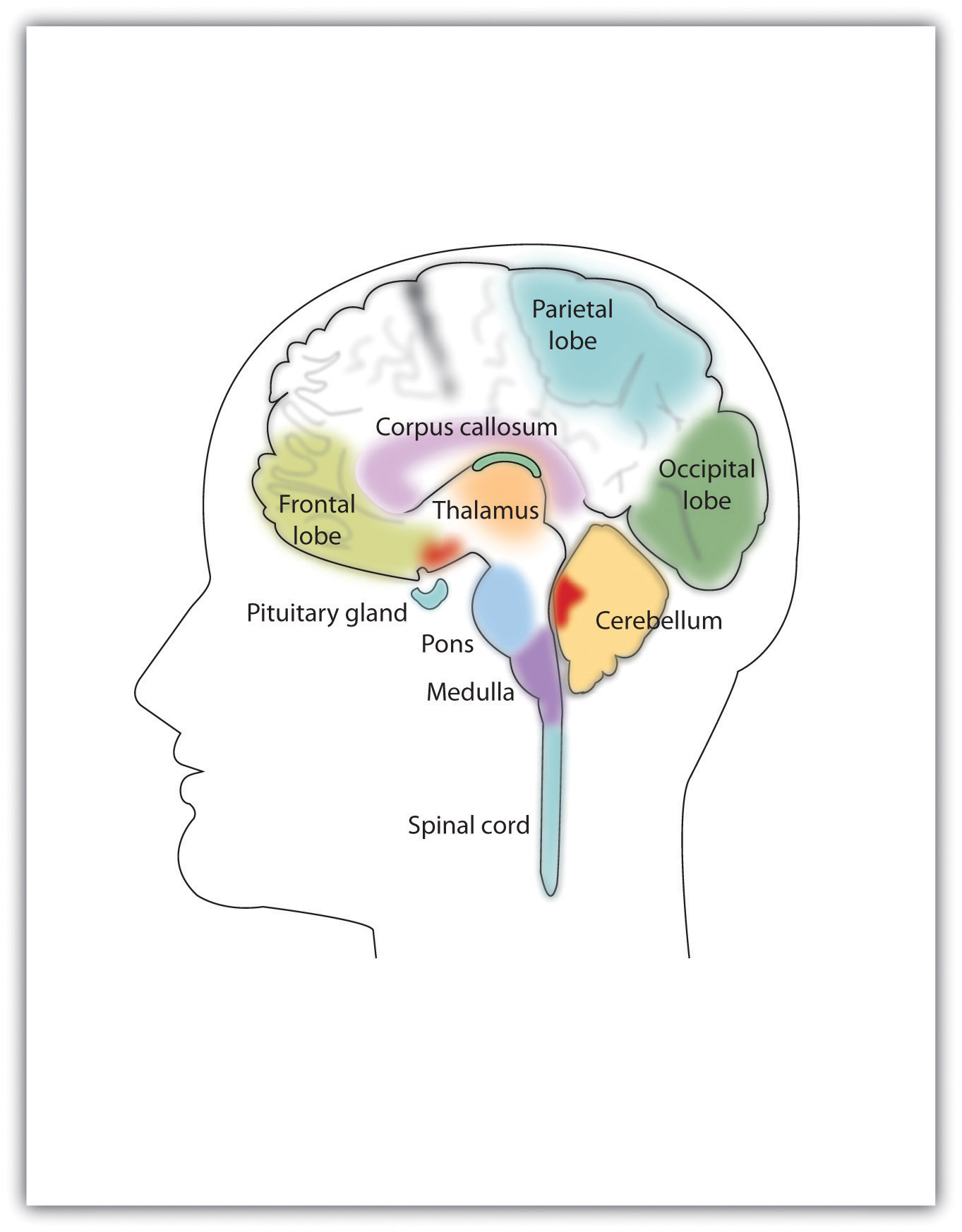 The brain and it's labeled parts.