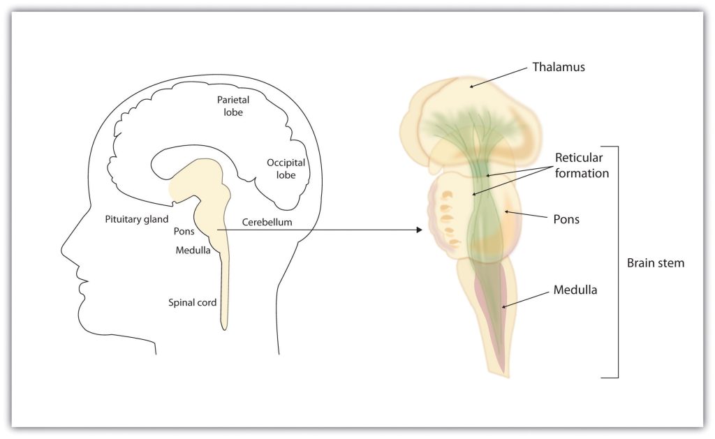 The brain stem and the thalamus