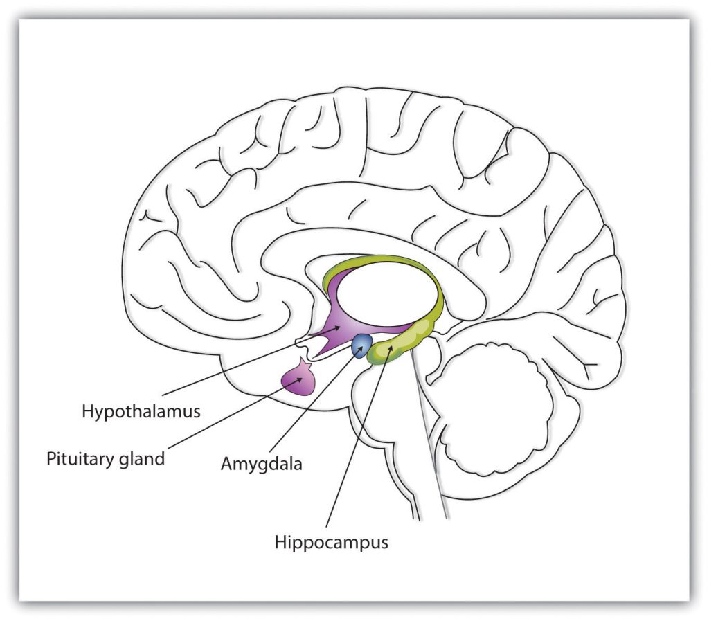 Illustration of the limbic system