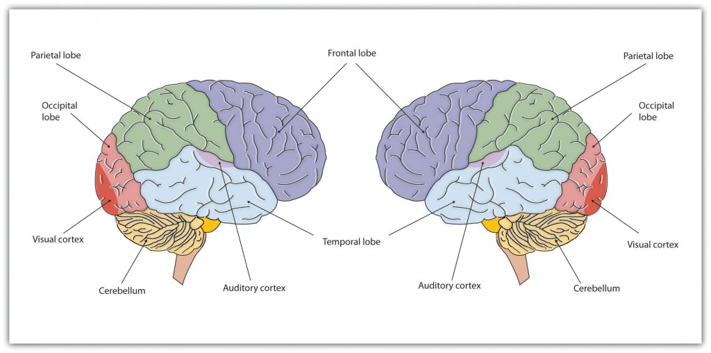 Illustration of the two brain hemispheres