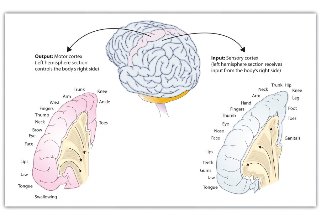 Illustration of the sensory cortex and the motor cortex