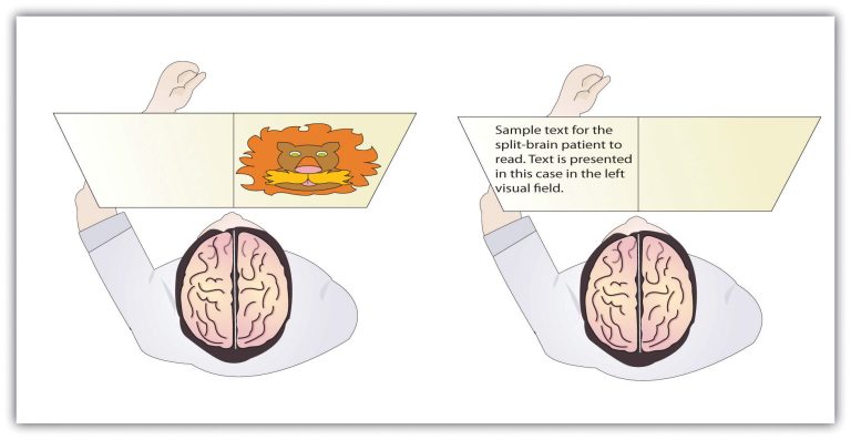 Our Brains Control Our Thoughts, Feelings, And Behavior – Introduction ...