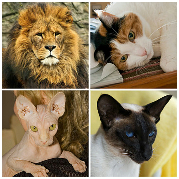 An image of a lion and three different pet cats
