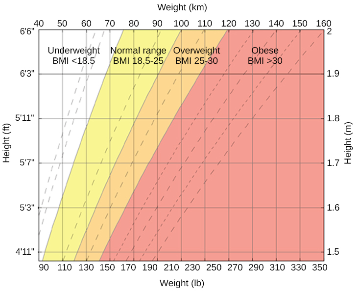 This is a graph of BMI categories based on the World Health Organization data. The dashed lines represent subdivisions within a major categorization.