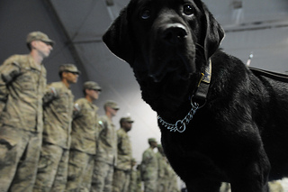 A black dog in the foreground on the right side of the picture and military soldiers in line in the background on the left side of the picture.