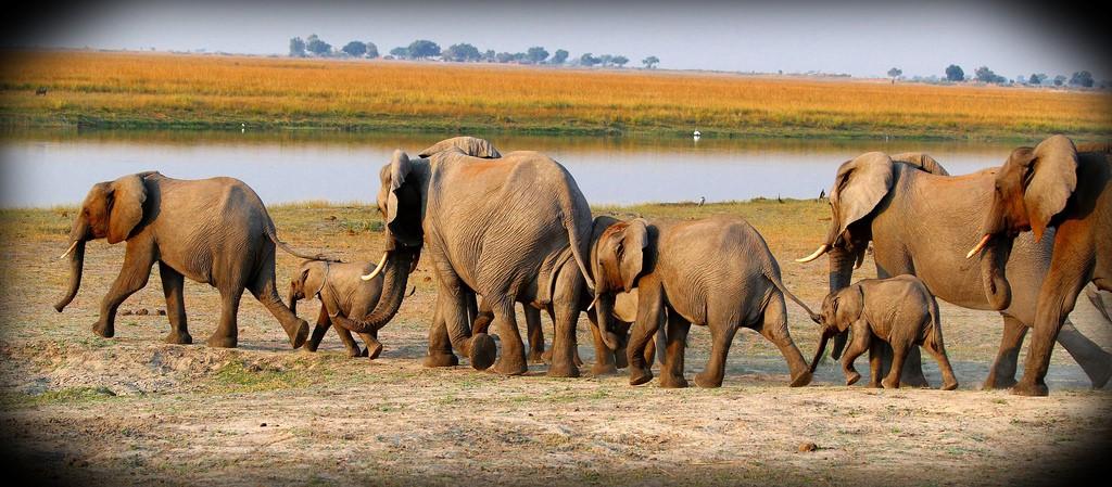 A herd of Elephants