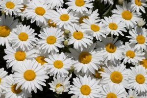 A field of Daisies