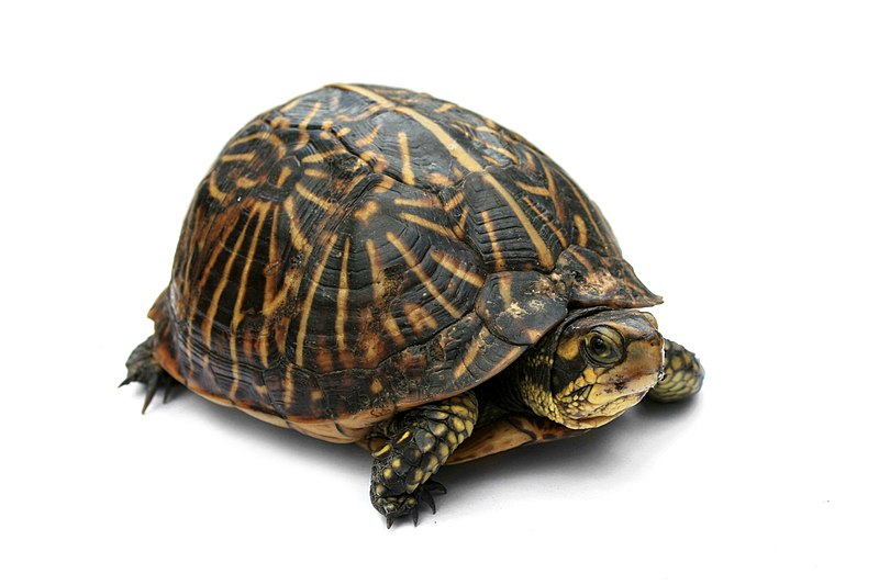 turtle