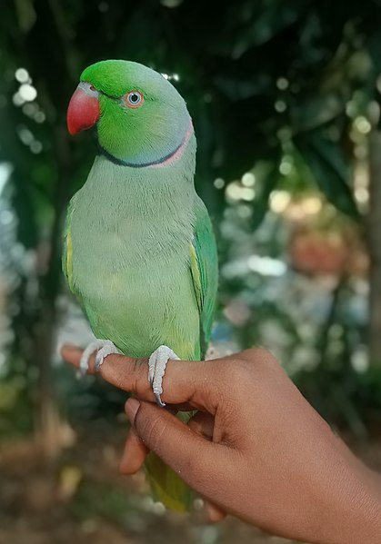 parrot