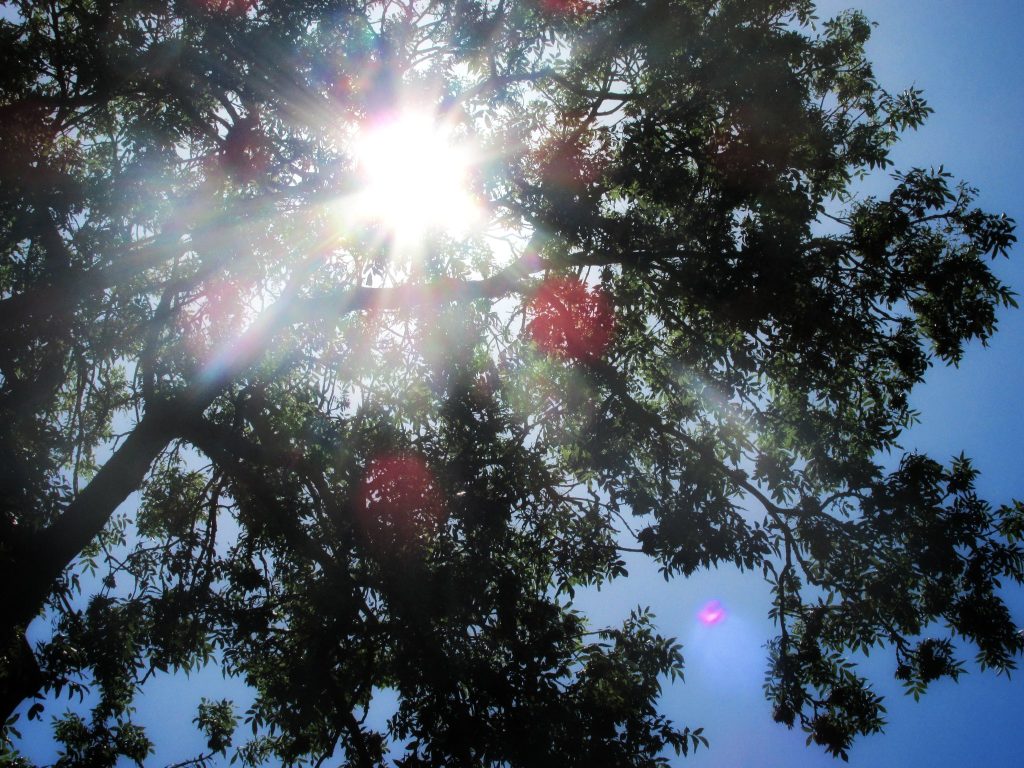 Sunlight shining through trees