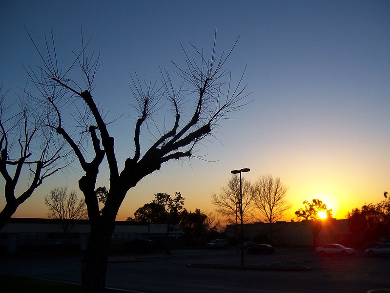 Tree line at dusk