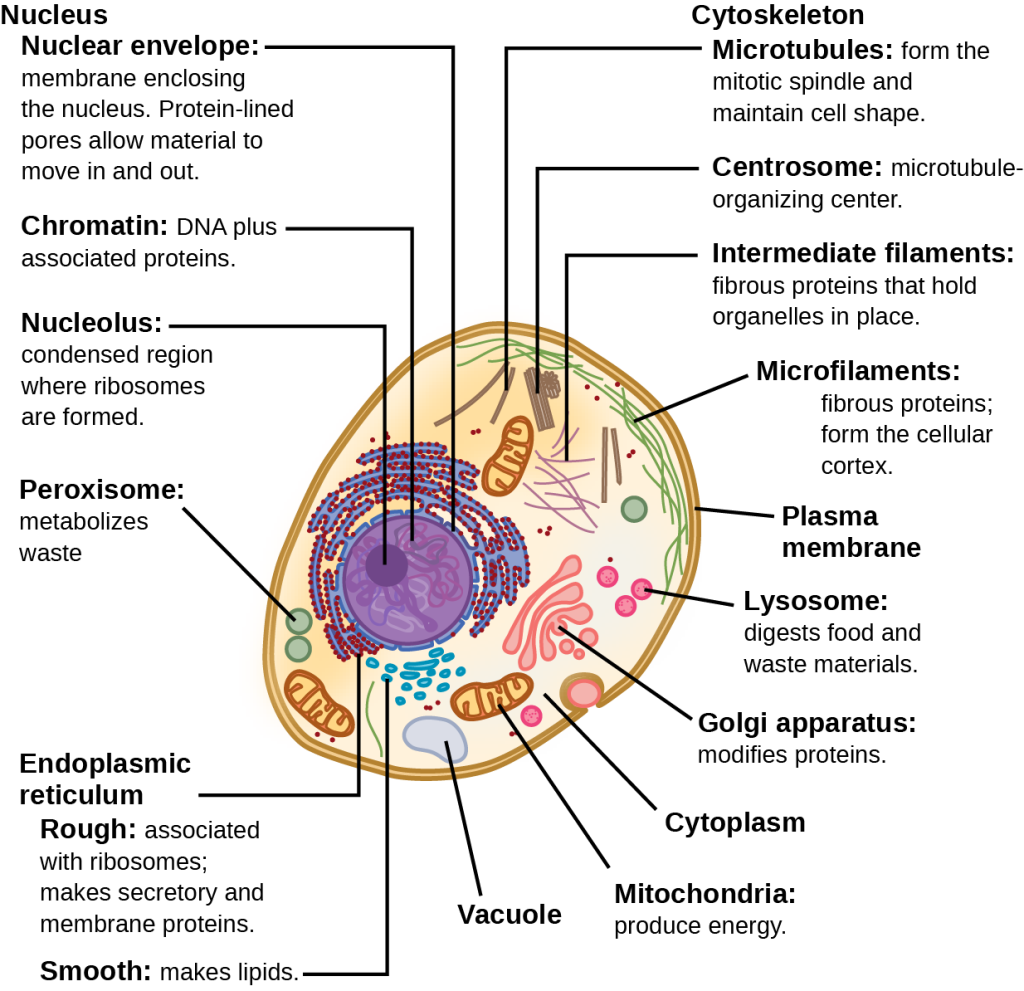 Part a: This illustration shows a typical eukaryotic animal cell, which is egg shaped. The fluid inside the cell is called the cytoplasm, and the cell is surrounded by a cell membrane. The nucleus takes up about one-half the width of the cell. Inside the nucleus is the chromatin, which is composed of DNA and associated proteins. A region of the chromatin is condensed into the nucleolus, a structure where ribosomes are synthesized. The nucleus is encased in a nuclear envelope, which is perforated by protein-lined pores that allow entry of material into the nucleus. The nucleus is surrounded by the rough and smooth endoplasmic reticulum, or ER. The smooth ER is the site of lipid synthesis. The rough ER has embedded ribosomes that give it a bumpy appearance. It synthesizes membrane and secretory proteins. In addition to the ER, many other organelles float inside the cytoplasm. These include the Golgi apparatus, which modifies proteins and lipids synthesized in the ER. The Golgi apparatus is made of layers of flat membranes. Mitochondria, which produce food for the cell, have an outer membrane and a highly folded inner membrane. Other, smaller organelles include peroxisomes that metabolize waste, lysosomes that digest food, and vacuoles. Ribosomes, responsible for protein synthesis, also float freely in the cytoplasm and are depicted as small dots. The last cellular component shown is the cytoskeleton, which has four different types of components: microfilaments, intermediate filaments, microtubules, and centrosomes. Microfilaments are fibrous proteins that line the cell membrane and make up the cellular cortex. Intermediate filaments are fibrous proteins that hold organelles in place. Microtubules form the mitotic spindle and maintain cell shape. Centrosomes are made of two tubular structures at right angles to one another. They form the microtubule-organizing center.