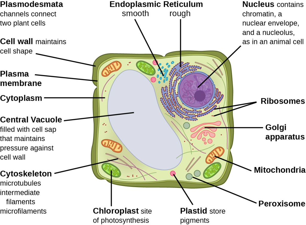 Part b: This illustration depicts a typical eukaryotic plant cell. The nucleus of a plant cell contains chromatin and a nucleolus, the same as an animal cell. Other structures that the plant cell has in common with the animal cell include rough and smooth endoplasmic reticulum, the Golgi apparatus, mitochondria, peroxisomes, and ribosomes. The fluid inside the plant cell is called the cytoplasm, just as it is in an animal cell. The plant cell has three of the four cytoskeletal components found in animal cells: microtubules, intermediate filaments, and microfilaments. Plant cells do not have centrosomes. Plant cells have four structures not found in animals cells: chloroplasts, plastids, a central vacuole, and a cell wall. Chloroplasts are responsible for photosynthesis; they have an outer membrane, an inner membrane, and stack of membranes inside the inner membrane. The central vacuole is a very large, fluid-filled structure that maintains pressure against the cell wall. Plastids store pigments. The cell wall is outside the cell membrane.