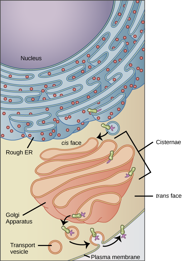 The left part of this figure shows the rough E R with an integral membrane protein embedded in it. The part of the protein facing the inside of the E R has a carbohydrate attached to it. The protein is shown leaving the E R in a vesicle that fuses with the cis side of the Golgi apparatus. The Golgi apparatus consists of several layers of membranes, called cisternae. As the protein passes through the cisternae, it is further modified by the addition of more carbohydrates. Eventually, it leaves the trans face of the Golgi in a vesicle. The vesicle fuses with the cell membrane so that the carbohydrate that was on the inside of the vesicle now faces the outside of the membrane. At the same time, the contents of the vesicle are ejected from the cell.