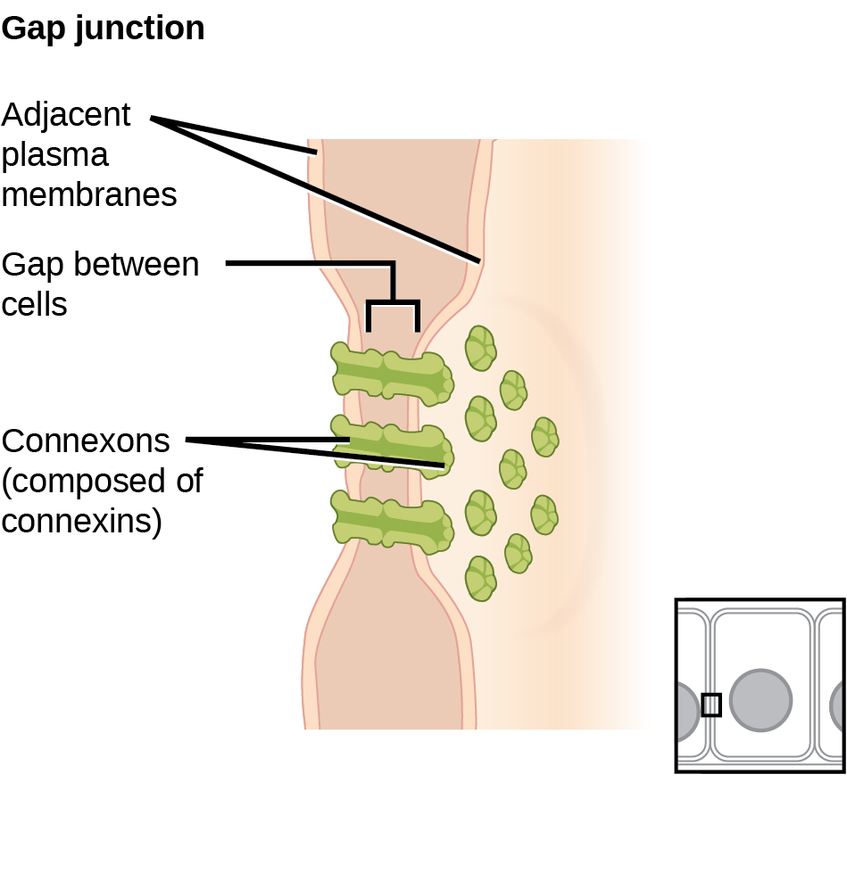 This illustration shows two cells joined together with protein pores called gap junctions that allow water and small molecules to pass through.