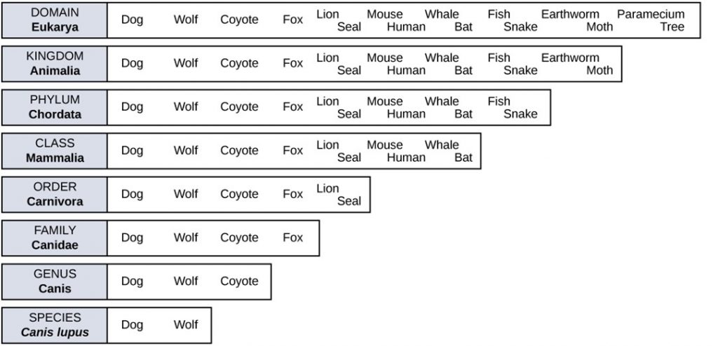 A diagram showing the levels of taxonomic hierarchy for a dog