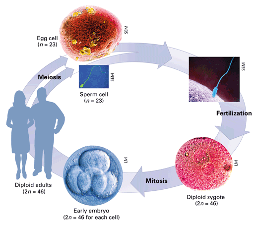 Fertilization occurs with the fusion of two gametes, usually from different individuals, restoring the diploid state