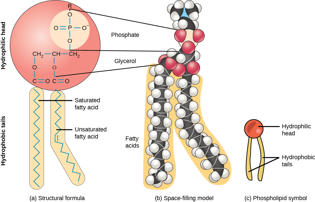 An illustration of a phospholipid shows a hydrophilic head group composed of phosphate connected to a three-carbon glycerol molecule, and two hydrophobic tails composed of long hydrocarbon chains.