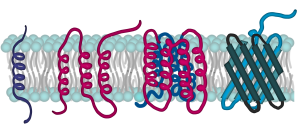 Illustration of Integral membrane proteins