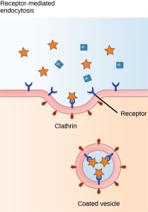 This illustration shows a part of the plasma membrane that is clathrin-coated on the cytoplasmic side and has receptors on the extracellular side. The receptors bind a substance, then pinch off to form a vesicle.