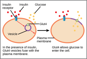 When insulin in the bloodstream binds the insulin receptor in the plasma membrane of a target cell, a vesicle containing the glucose transporter Glut-4 fuses with the plasma membrane. Glut-4 is a transporter that allows glucose to enter the cell.