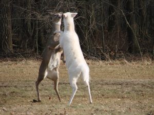 Two deer are standing on their hind legs fighting. One deer has albinism and one doesn't.