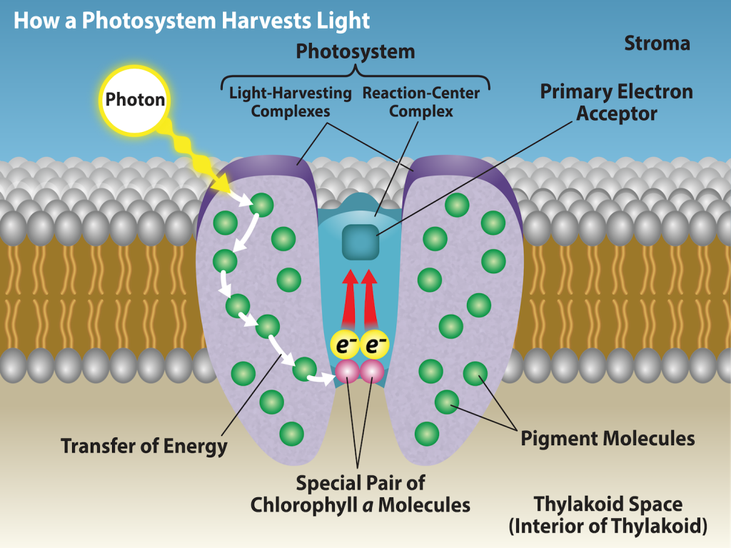 A photosystem is shown embedded in the thylakoid membrane. The reaction center is surrounded by the light-harvesting complexes, which contain pigment molecules. When a photon interacts with the pigment molecules, they transfer light energy toward a pair of chlorophyll a molecules in the reaction center. As a result, an electron is excited and transferred to the primary electron acceptor. Two released electrons are used to replace excited electrons.