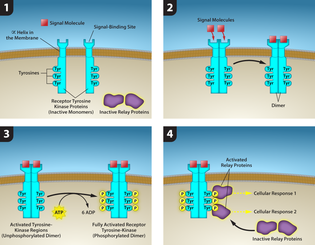 This illustration shows two receptor tyrosine kinase monomers embedded in the plasma membrane. Upon binding of a signaling molecule to the extracellular domain, the receptors dimerize. Tyrosine residues on the intracellular surface are then phosphorylated, triggering a cellular response. The cellular response involves binding of relay proteins, which result in Cellular Response 1 and Cellular Response 2.