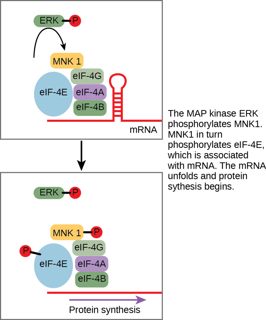 This illustration shows the pathway by which E R K, a M A P kinase, activates protein synthesis. Phosphorylated E R K phosphorylates M N K 1, which in turn phosphorylates lower e upper I upper F dash 4 E, which is associated with lower m upper R upper N upper A. When lower e upper I upper F dash 4 E is phosphorylated, the m R N A unfolds and protein synthesis begins.