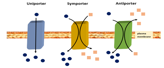 Illustration of uniporter, symporter, and antiporter