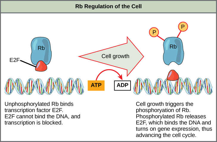 This illustration shows the regulation of the cell cycle by the upper case R lower case b protein. Unphosphorylated upper R lower b binds the transcription factor E 2 F. E 2 F cannot bind the D N A, and transcription is blocked. Cell growth triggers the phosphorylation of R b. Phosphorylated R b releases E 2 F, which binds the D N A and turns on gene expression, thus advancing the cell cycle.