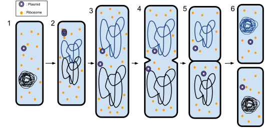 The steps highlight cell contents during binary fission
