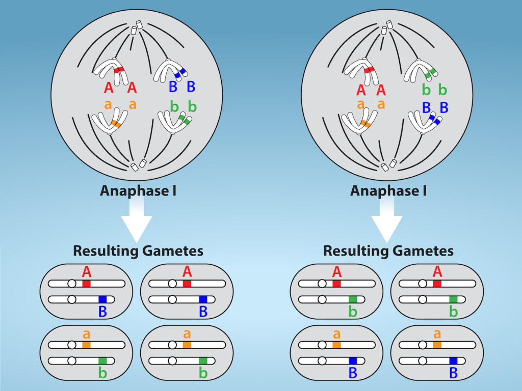 This illustration shows that, in a cell with a set of two chromosomes, four possible arrangements of chromosomes can give rise to eight different kinds of gamete. These are the eight possible arrangements of chromosomes that can occur during meiosis of two chromosomes.