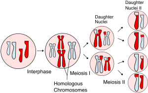 Illustration of meiosis