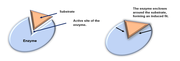 In this diagram a substrate binds the active site of an enzyme.